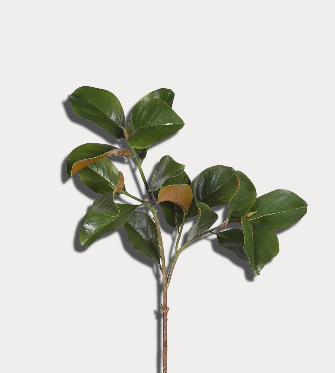 Green leaf branch on a light gray background