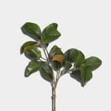 Green leaf branch on a light gray background