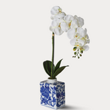 White orchid in a blue and white ceramic vase on a light gray background