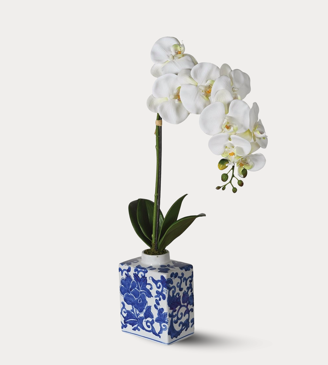 White orchid in a blue and white ceramic vase on a light gray background