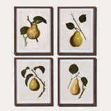 Set of 4 Pear Prints with Carved Frame