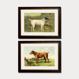 C.1881 Terriers