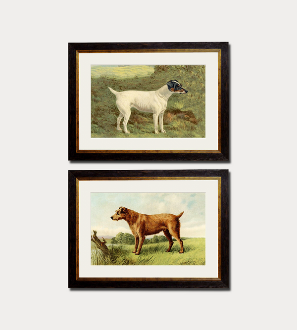 C.1881 Terriers